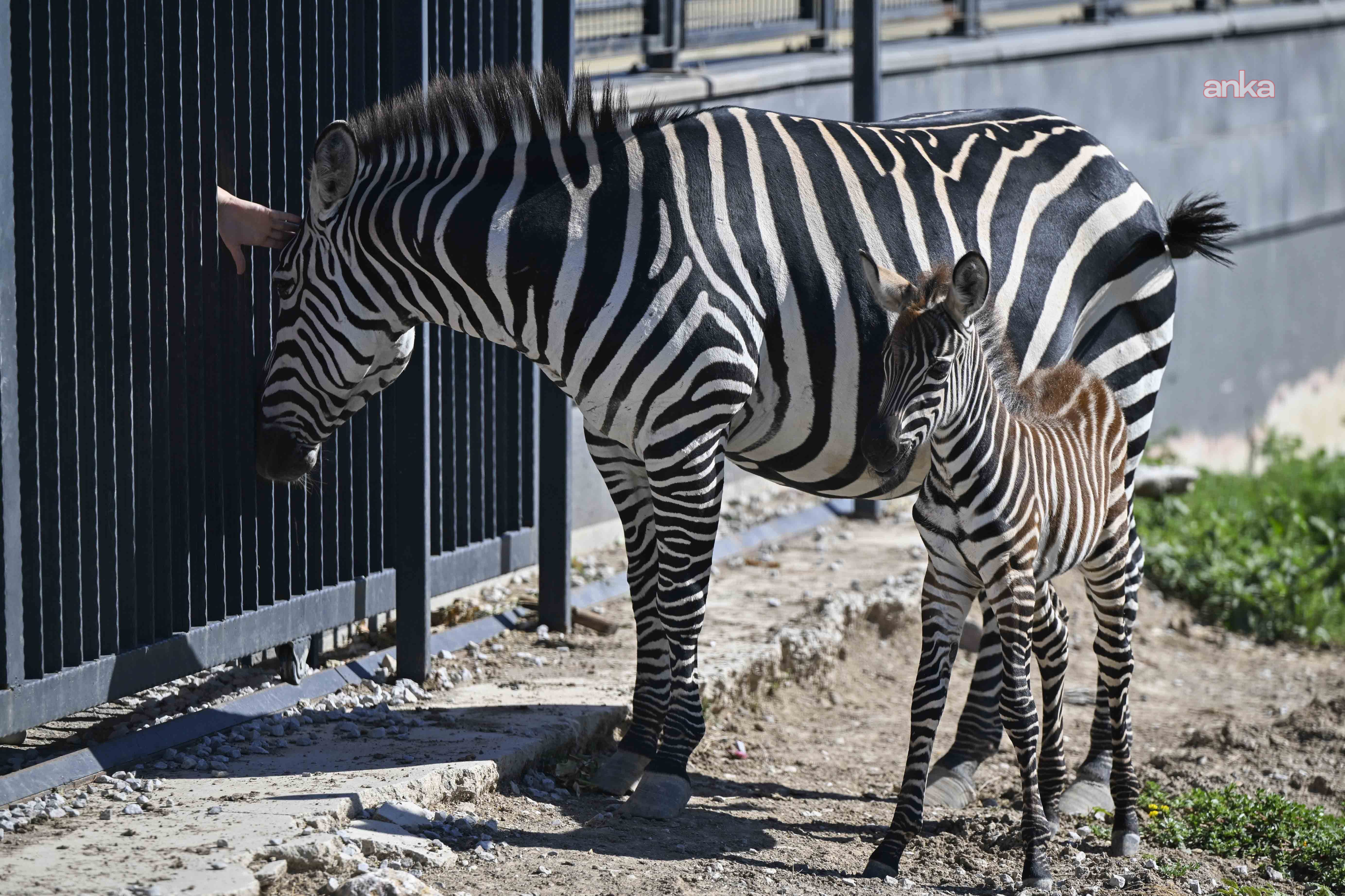 Pijamalı Zebra