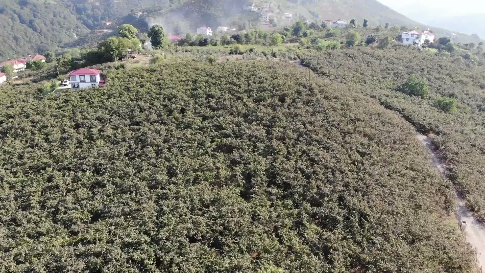 fındık fiyatları