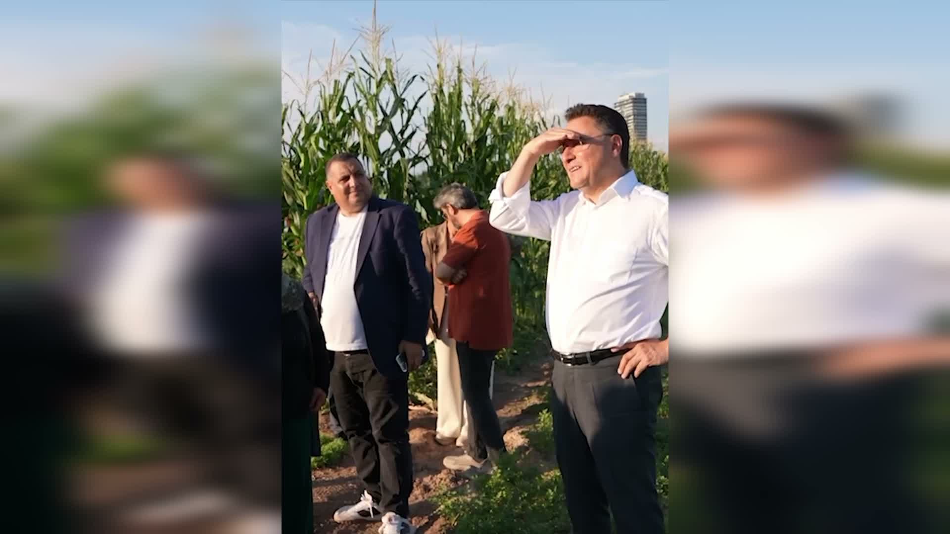 Şehir Tarımı