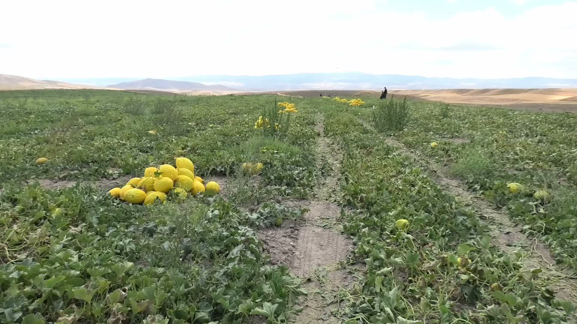 Market Fiyatları