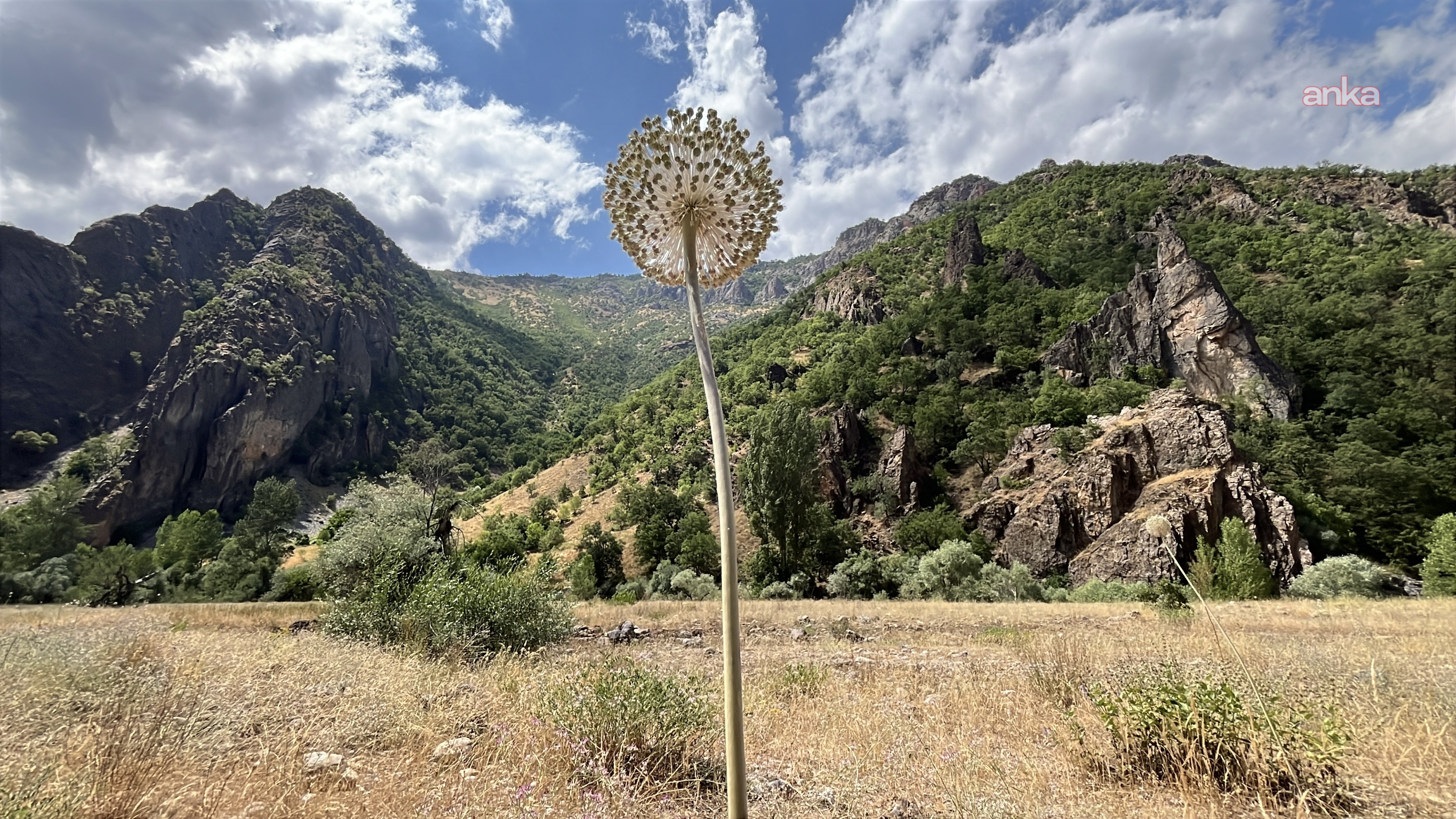Tunceli dağ sarımsağı